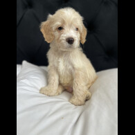 Cockapoo