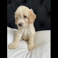 Cockapoo