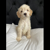 Cockapoo