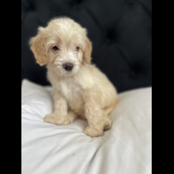 Cockapoo