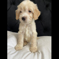 Cockapoo