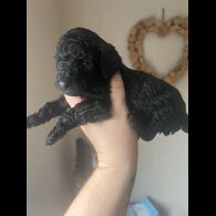 Cockapoo