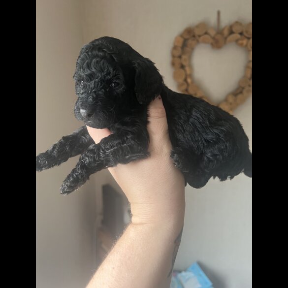 Cockapoo