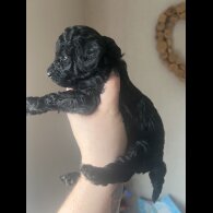 Cockapoo