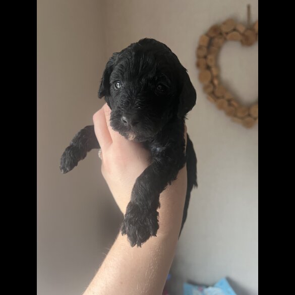 Cockapoo