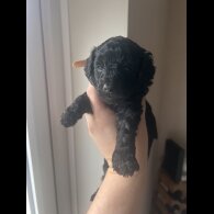 Cockapoo
