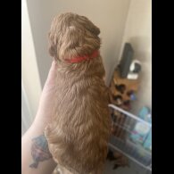 Cockapoo