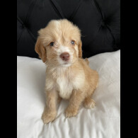 Cockapoo