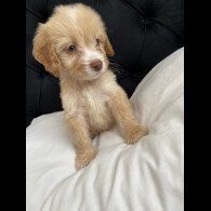 Cockapoo