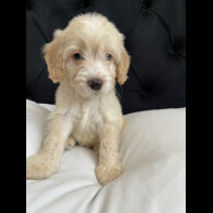 Cockapoo