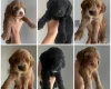 Cockapoo