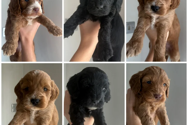 Cockapoo