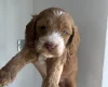 Cockapoo