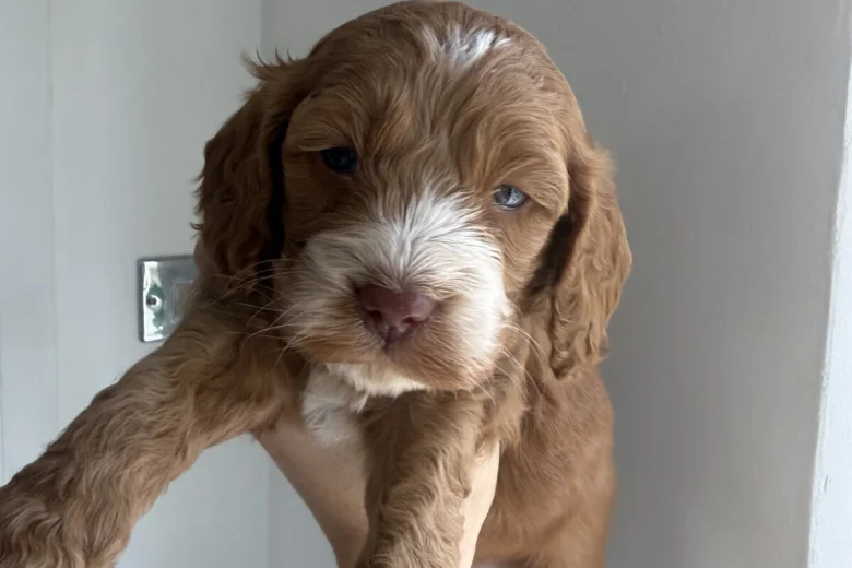 Cockapoo