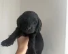 Cockapoo