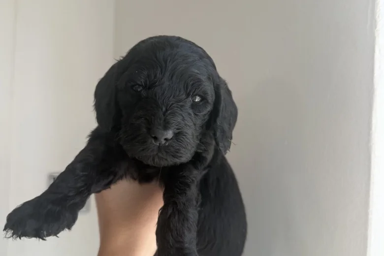 Cockapoo