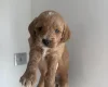 Cockapoo