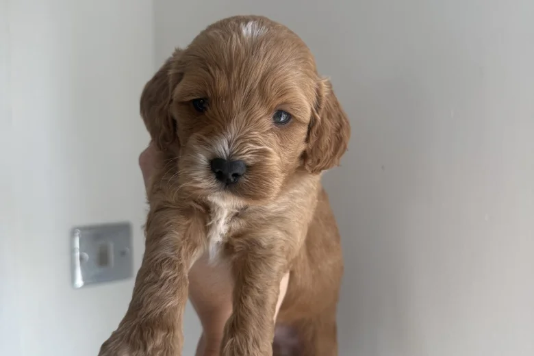 Cockapoo