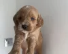 Cockapoo