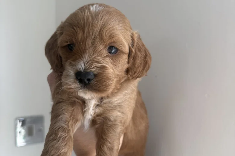 Cockapoo
