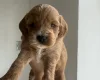 Cockapoo
