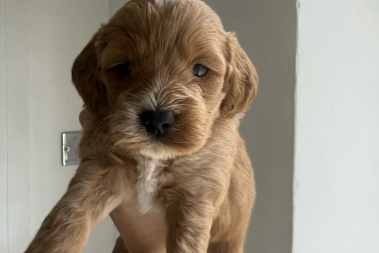 Cockapoo