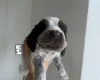 Cockapoo