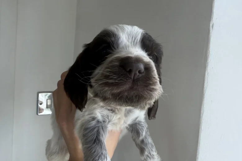 Cockapoo