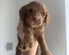 Cockapoo