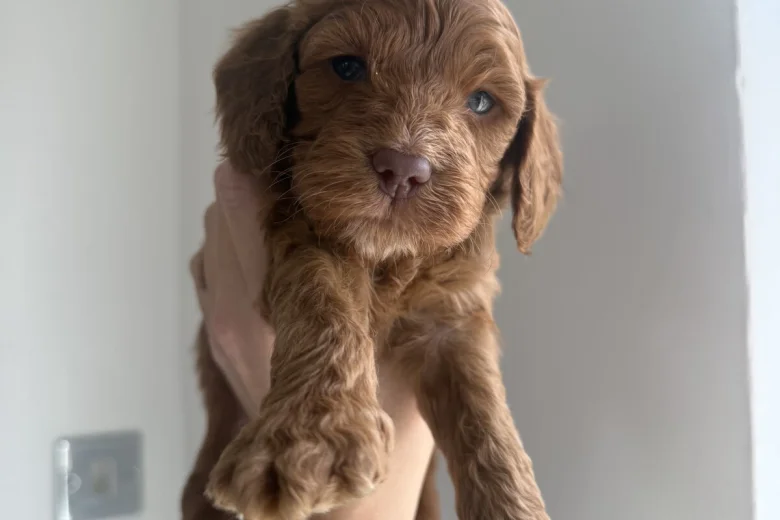 Cockapoo