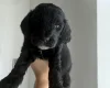 Cockapoo