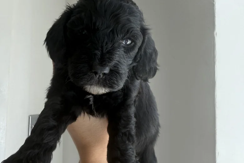 Cockapoo