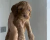 Cockapoo