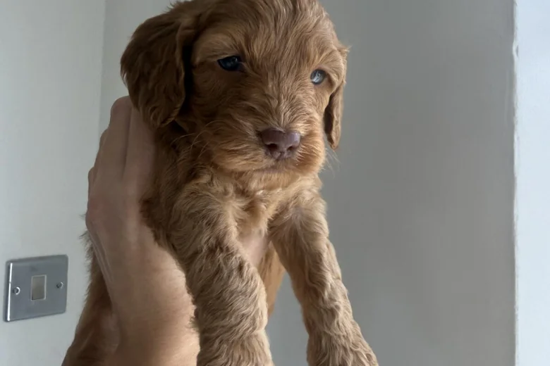 Cockapoo