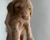 Cockapoo