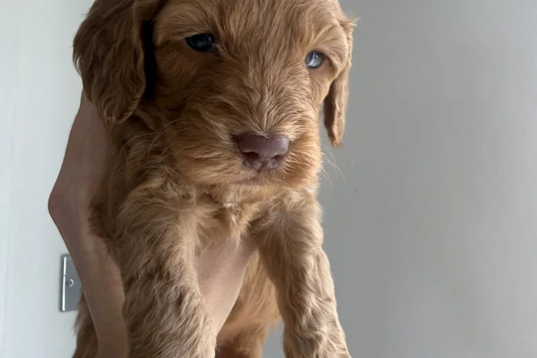 Cockapoo