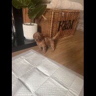 Cockapoo