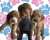 Cockapoo