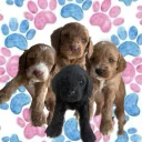 Cockapoo