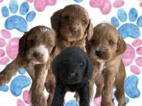 Cockapoo