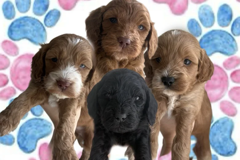 Cockapoo
