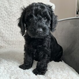 Cockapoo