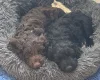 Cockapoo