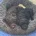 Cockapoo