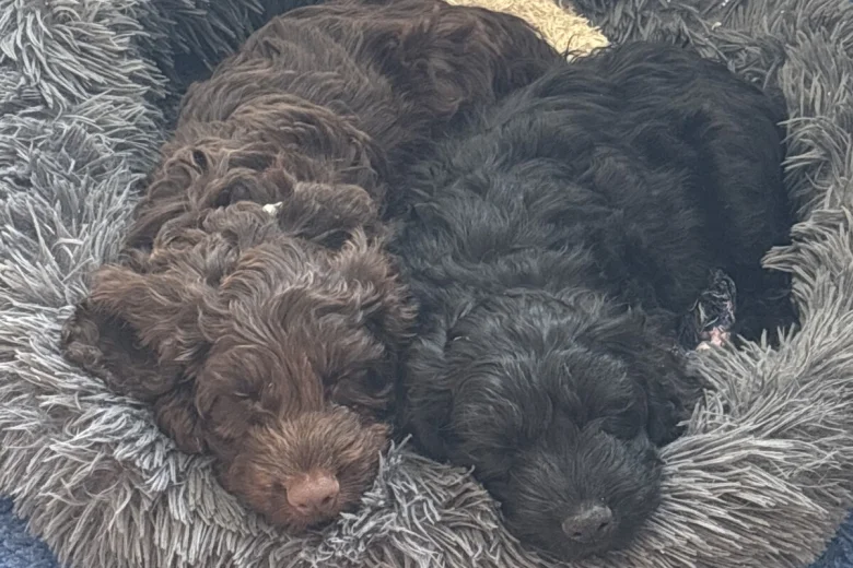 Cockapoo