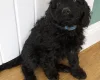 Cockapoo