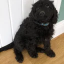 Cockapoo