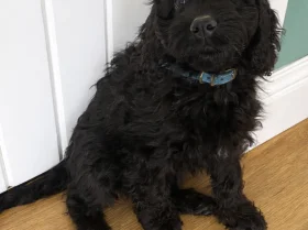 Cockapoo