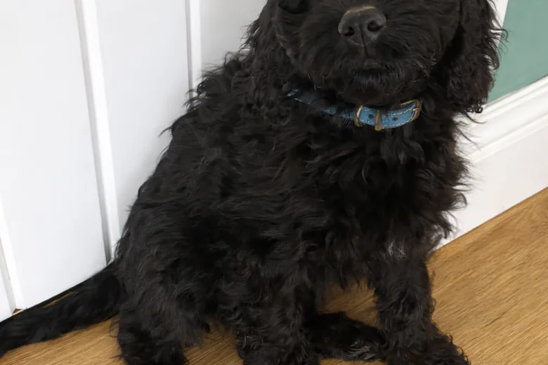 Cockapoo