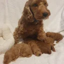 Cockapoo
